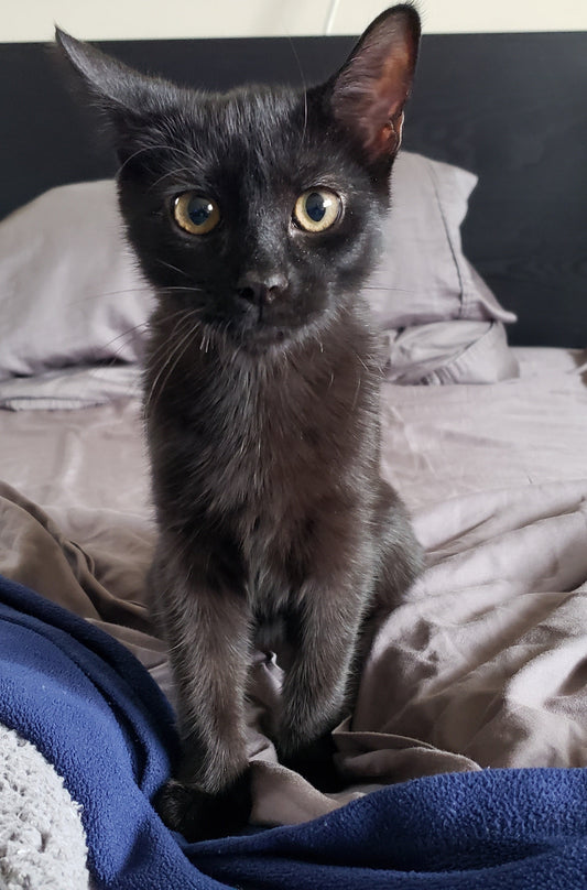 Image shows a black cat